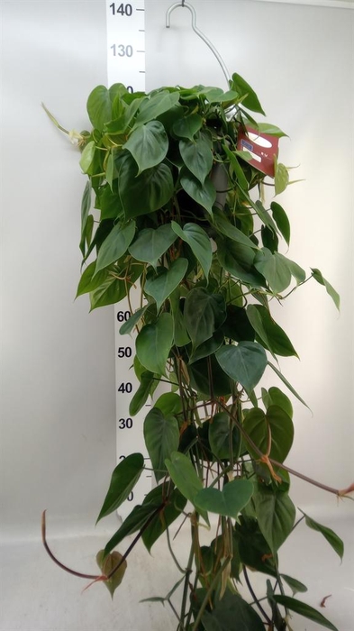 <h4>Epipremnum   ...</h4>