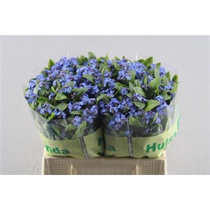 Myos Al Blue Memory Hw X80