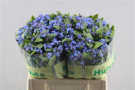 <h4>Myos Al Blue Memory Hw X80</h4>