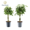 Schefflera