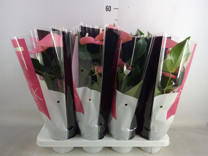 <h4>Anthurium andr. 'Colorado'</h4>