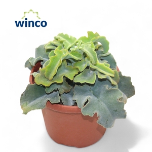 KALANCHOE OV