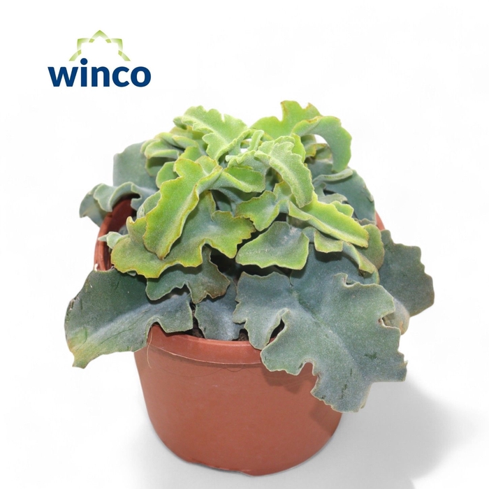 <h4>KALANCHOE OV</h4>