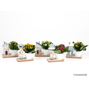 KALANCHOE BLOSSF p6 E 4623