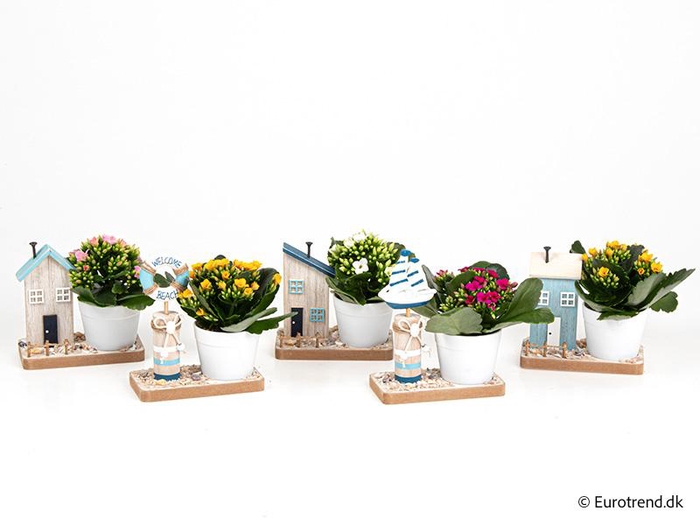 <h4>KALANCHOE BLOSSF p6 E 4623</h4>