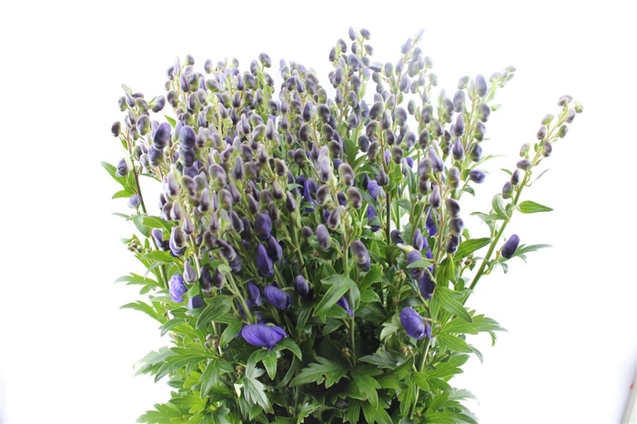 <h4>Aconitum Arendsii</h4>