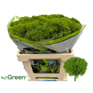 DI BARB GREEN WICKY