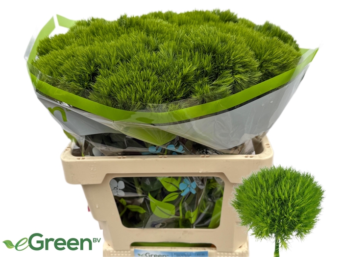 <h4>DI BARB GREEN WICKY</h4>