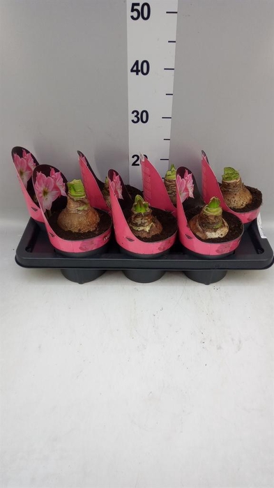 <h4>Hippeastrum GA 'Sweet Star'</h4>