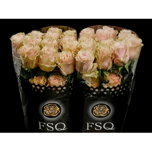 R GR Pink Mondial Box