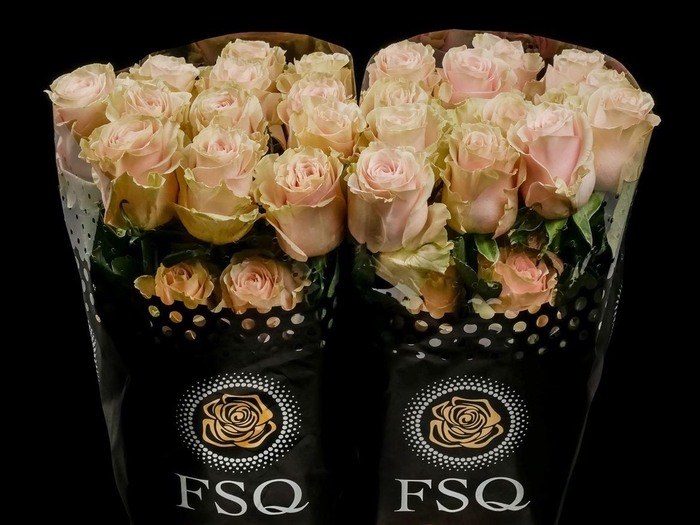 <h4>R GR Pink Mondial</h4>