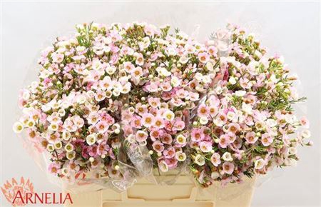 <h4>Chame Choir Girl 50cm</h4>