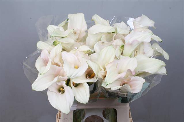 <h4>Calla Captain Ventura Double Kallaland</h4>