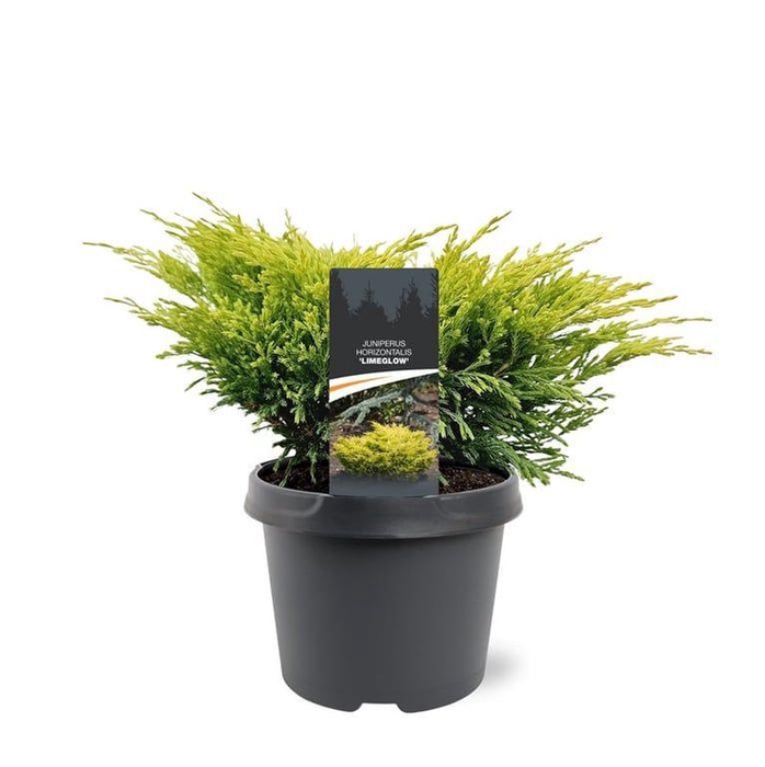 <h4>Juniperus horizontalis 'Limeglow'</h4>