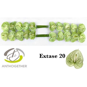 Anth A Extase 9 cm X20 Bouman