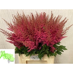 Astilbe Ar Else Schluck