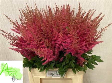<h4>Astilbe Ar Else Schluck</h4>