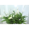 SPATHIPHYLLUM P15 MIN 5 HT COM FLOR