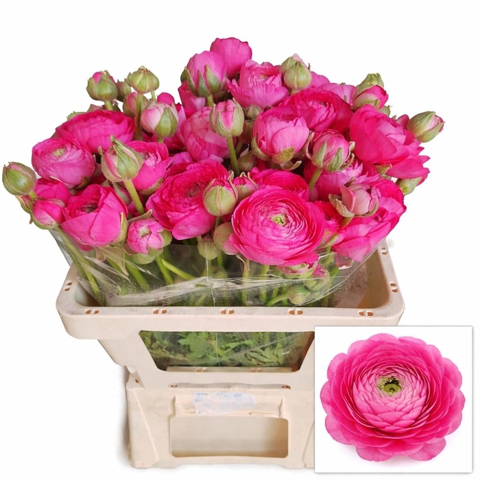 <h4>RAN AAZUR DEEP ROSE</h4>