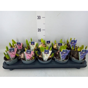 Hyacinthus orie. 'Multifl' ..mix 3