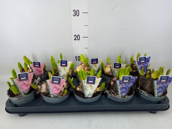 <h4>Hyacinthus orie. 'Multifl' ..mix 3</h4>