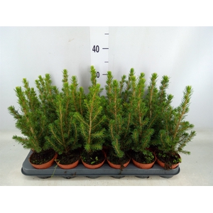 Picea glauca 'Conica'