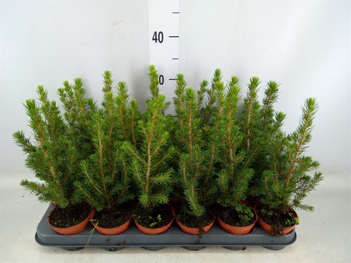 <h4>Picea glauca 'Conica'</h4>