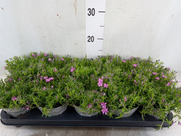 <h4>Phlox douglasii 'Pink Admiral'</h4>