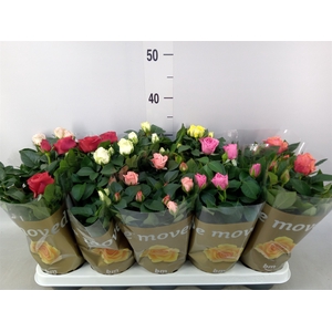 Rosa  'Beau Monde'   ...mix 6