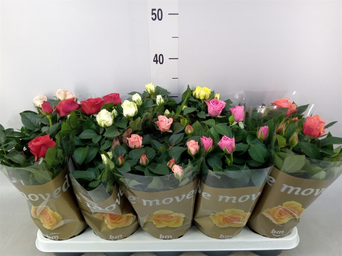 <h4>Rosa  'Beau Monde'   ...mix 6</h4>