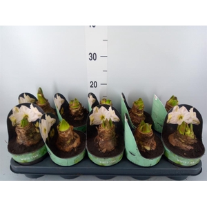 Hippeastrum DI 'White Star'