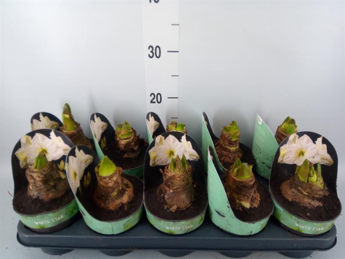 <h4>Hippeastrum DI 'White Star'</h4>