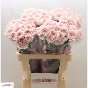 DI ST BRIDAL DAMASCU