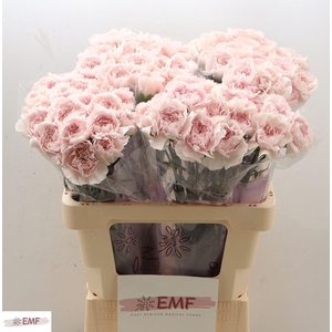 DI ST BRIDAL DAMASCU