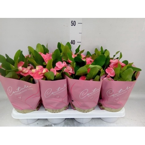 Euphorbia milii 'Charlotte'