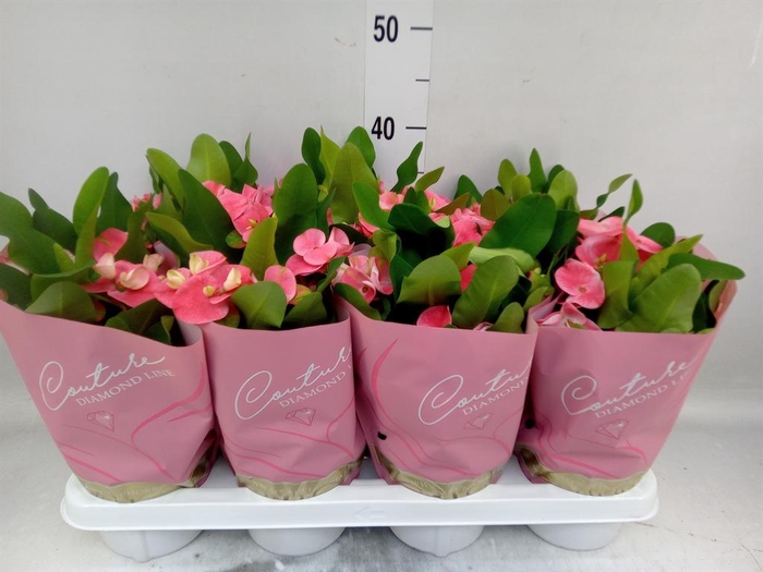 <h4>Euphorbia milii 'Charlotte'</h4>