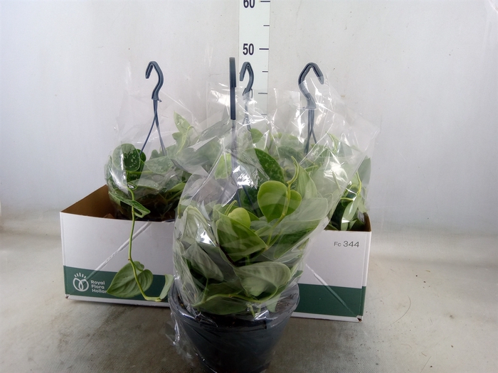 <h4>Scindapsus pictus 'Silvery Ann'</h4>