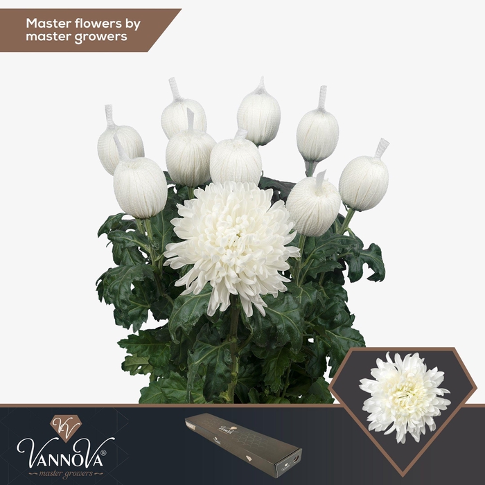 Chrysanthemum Indicum Grp geplozen kas Antonov