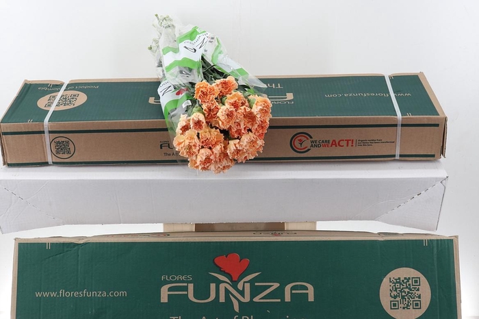 <h4>Di St Goldy Box</h4>