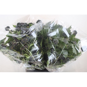 Hedera Berry 200gr P Bunch