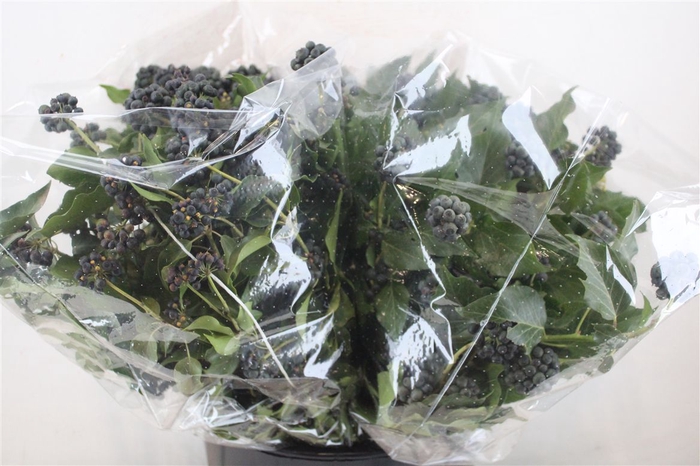 <h4>Hedera Berry 200gr P Bunch</h4>