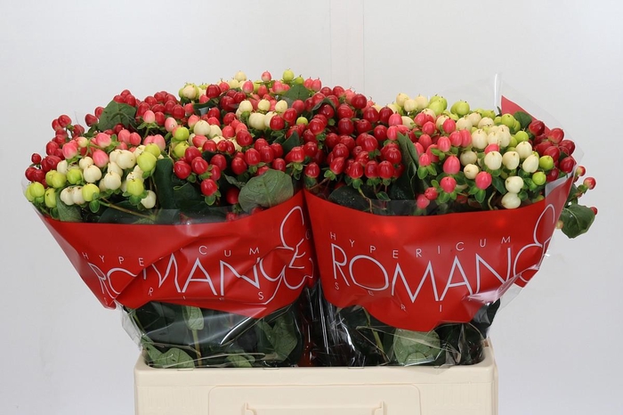 <h4>Hypericum Rainbow Romance</h4>