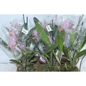 ARVORE DA FELICIDADE P11 MACHO