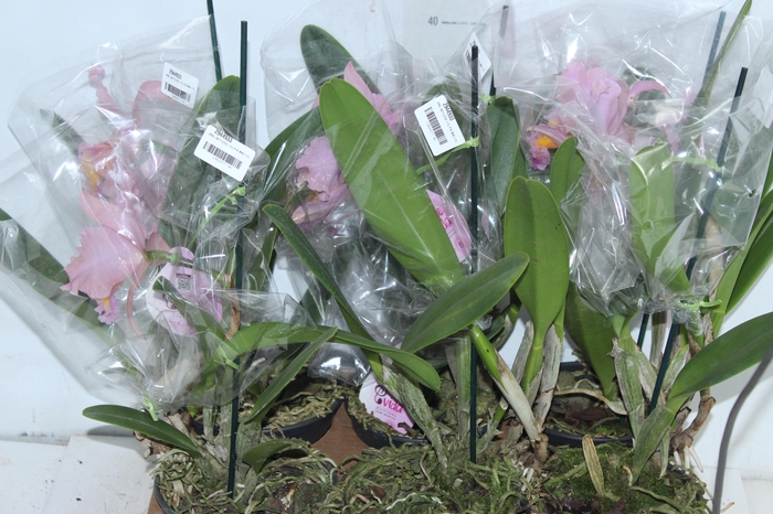 <h4>ARVORE DA FELICIDADE P11 MACHO</h4>