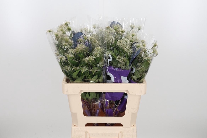 <h4>Clem Amazing Kibo</h4>