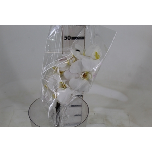 PHALAENOPSIS BRANCO