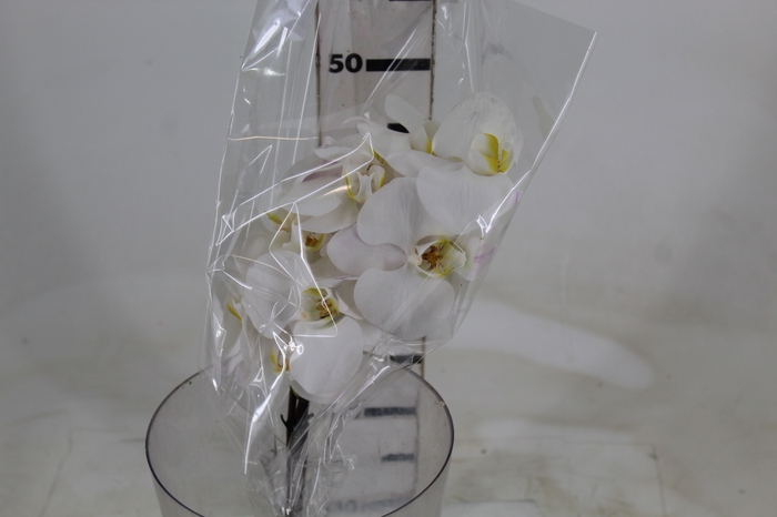 <h4>PHALAENOPSIS BRANCO</h4>