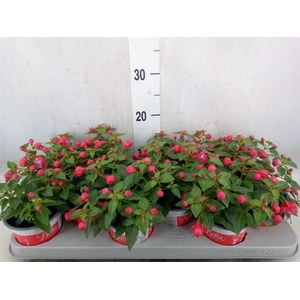 Fuchsia  'Bella Fuchsia Lydia'