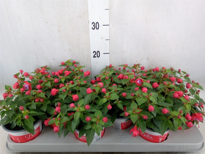 <h4>Fuchsia  'Bella Fuchsia Lydia'</h4>
