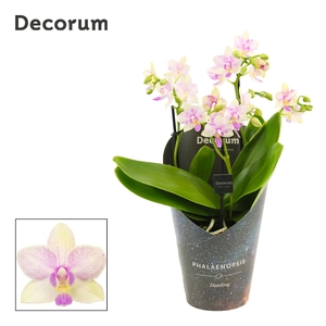 Phalaenopsis dazzling Blossom bliss 3-4 tak (Decorum)